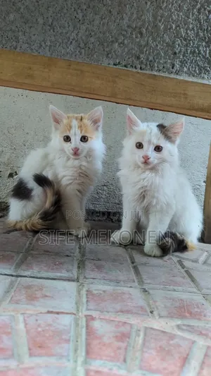 Photo - 1-3 months Female Purebred Abyssinian