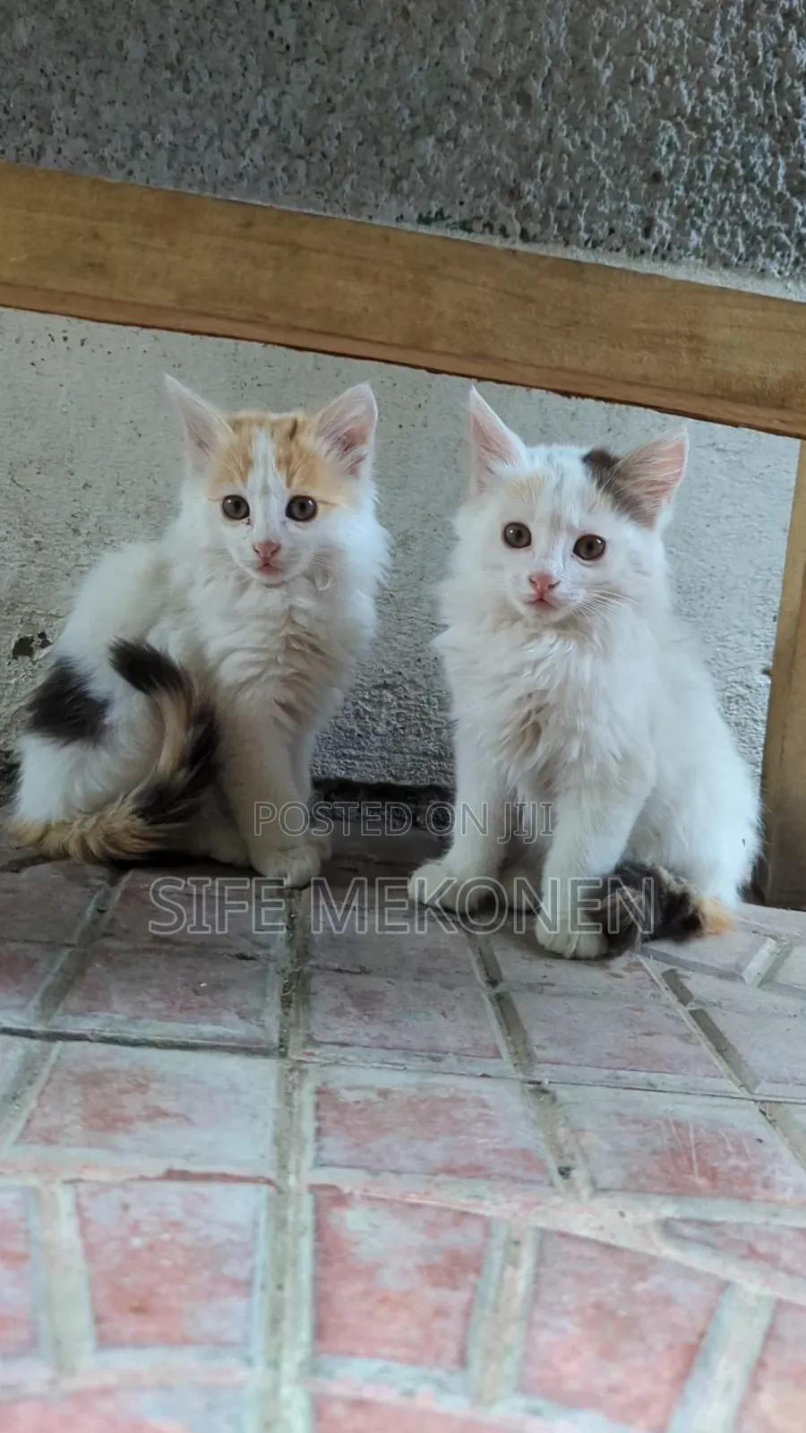 1-3 months Female Purebred Abyssinian