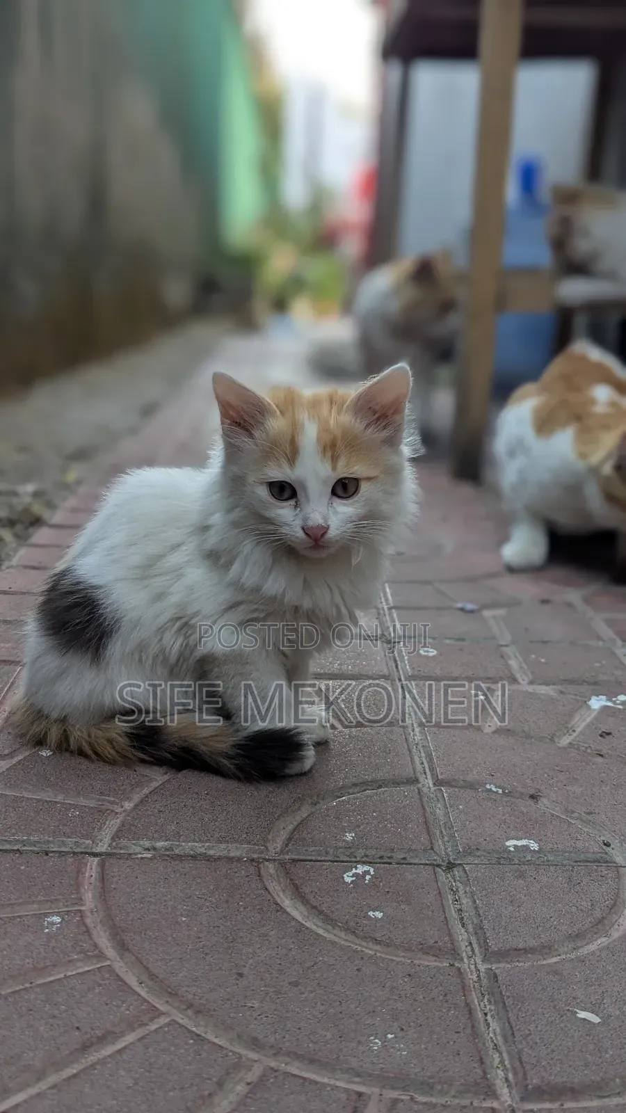 1-3 months Female Purebred Abyssinian