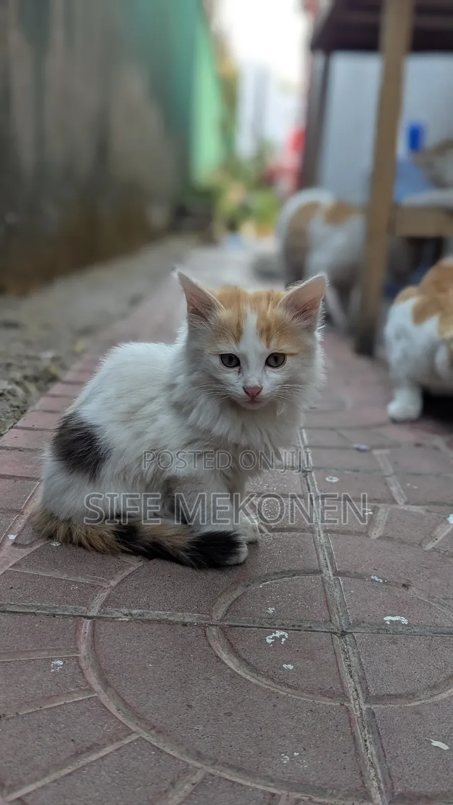 1-3 months Female Purebred Abyssinian