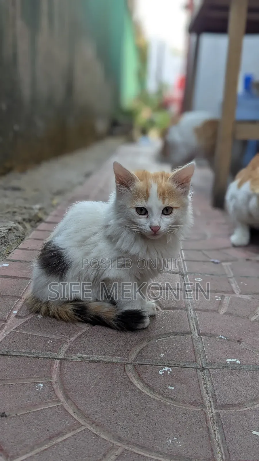 1-3 months Female Purebred Abyssinian
