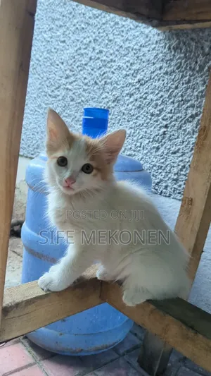 Photo - 1-3 months Female Purebred Abyssinian