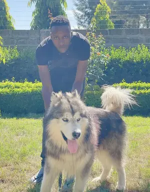 Photo - 1-3 months Male Purebred Siberian Husky