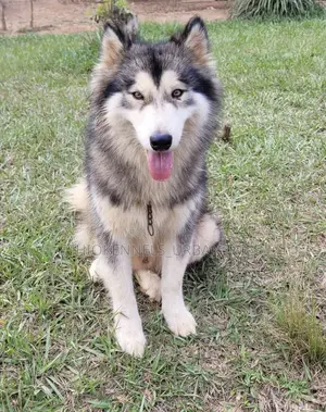 1-3 months Male Purebred Siberian Husky