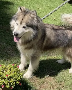 1-3 months Male Purebred Siberian Husky