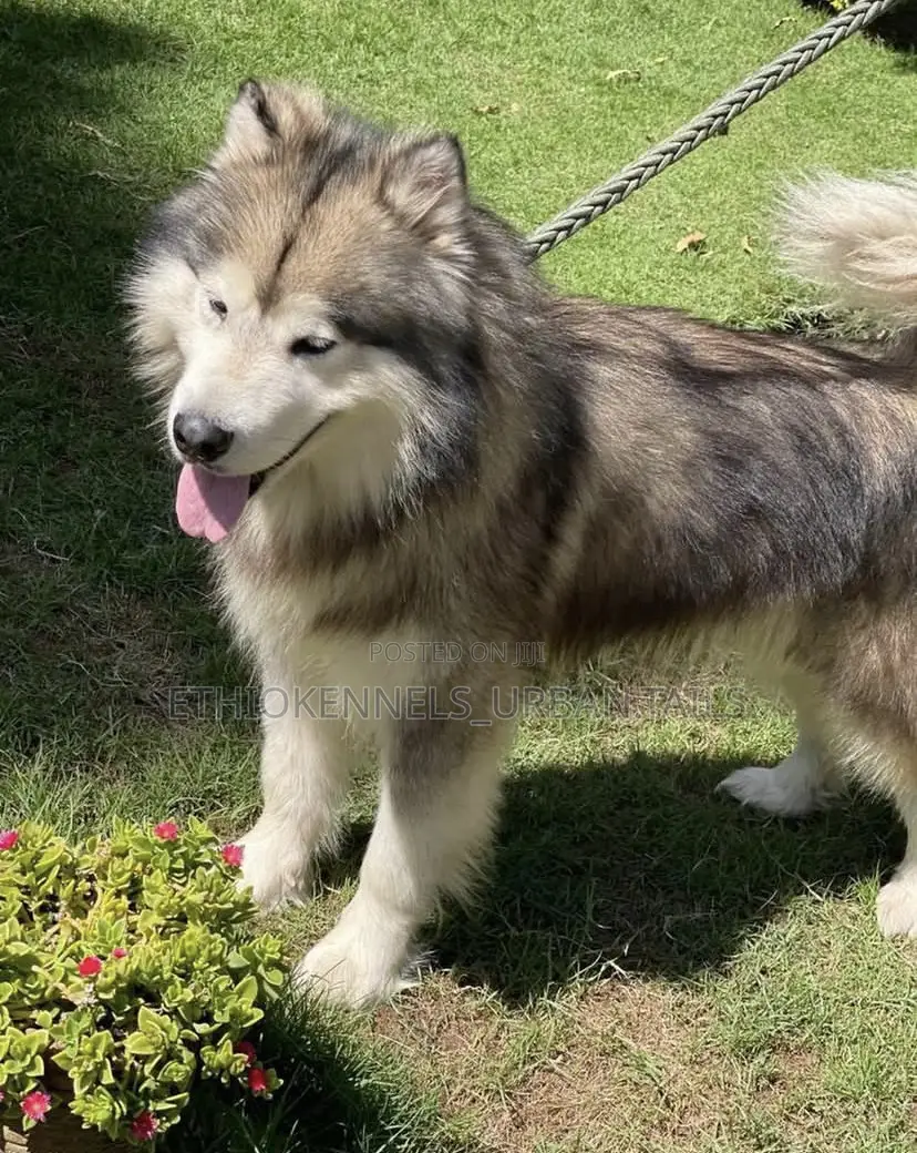 1-3 months Male Purebred Siberian Husky