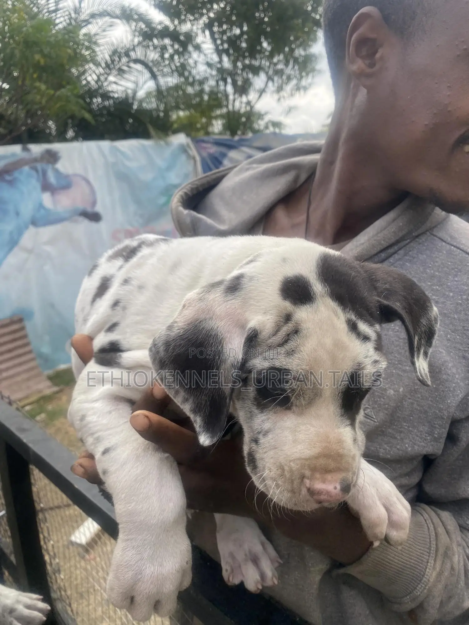 1-3 months Male Purebred Great Dane