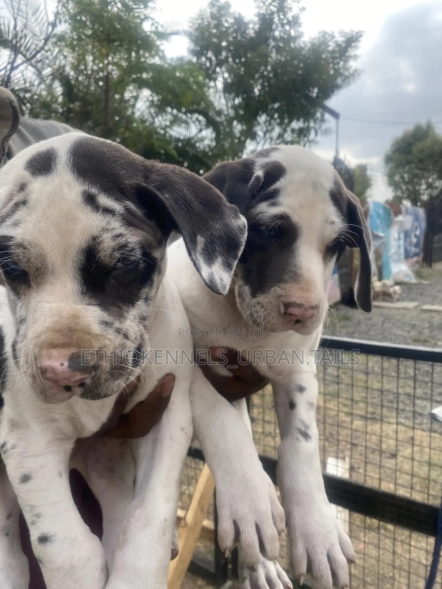1-3 months Male Purebred Great Dane