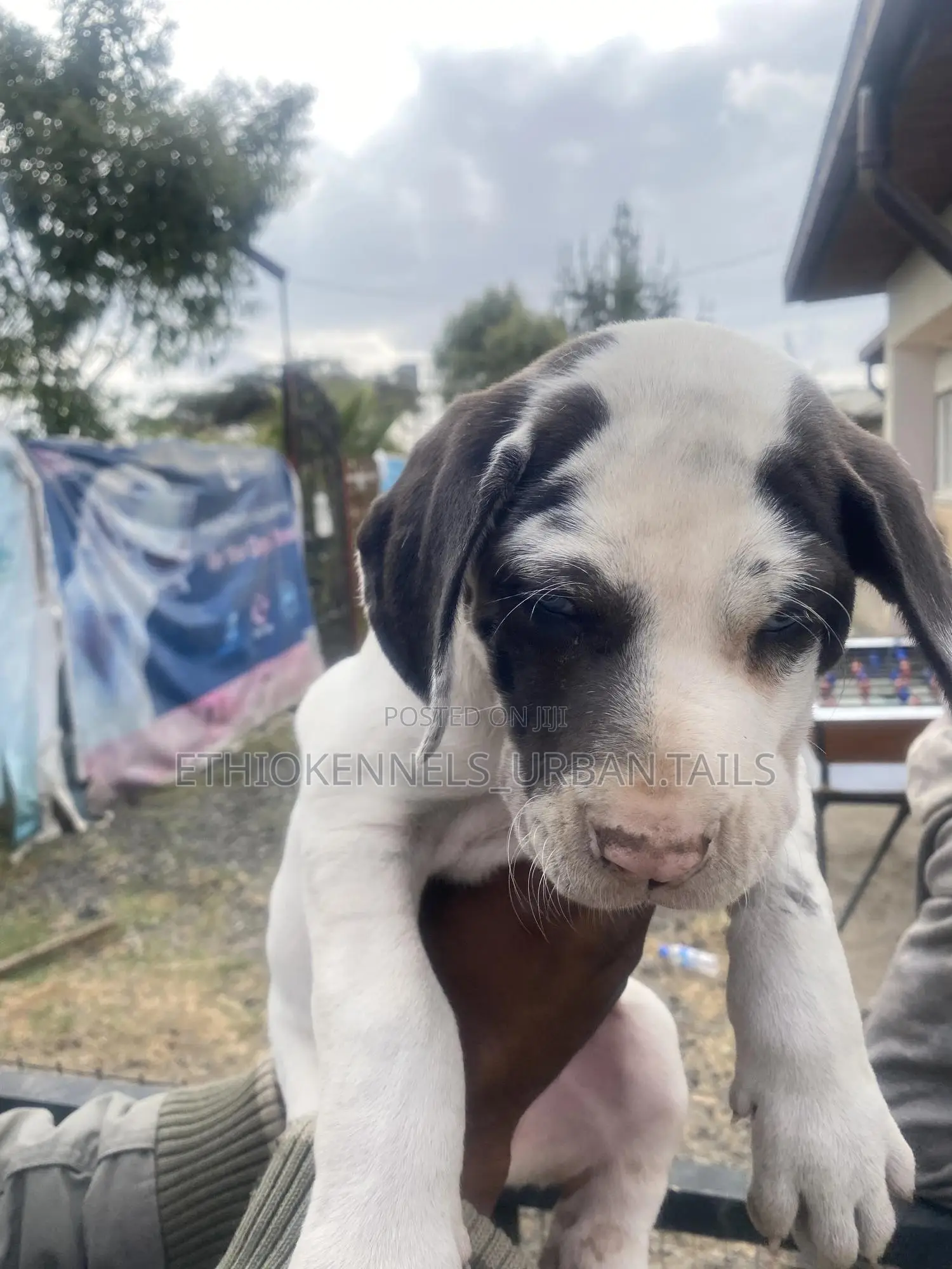 1-3 months Male Purebred Great Dane