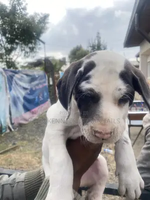 1-3 months Male Purebred Great Dane