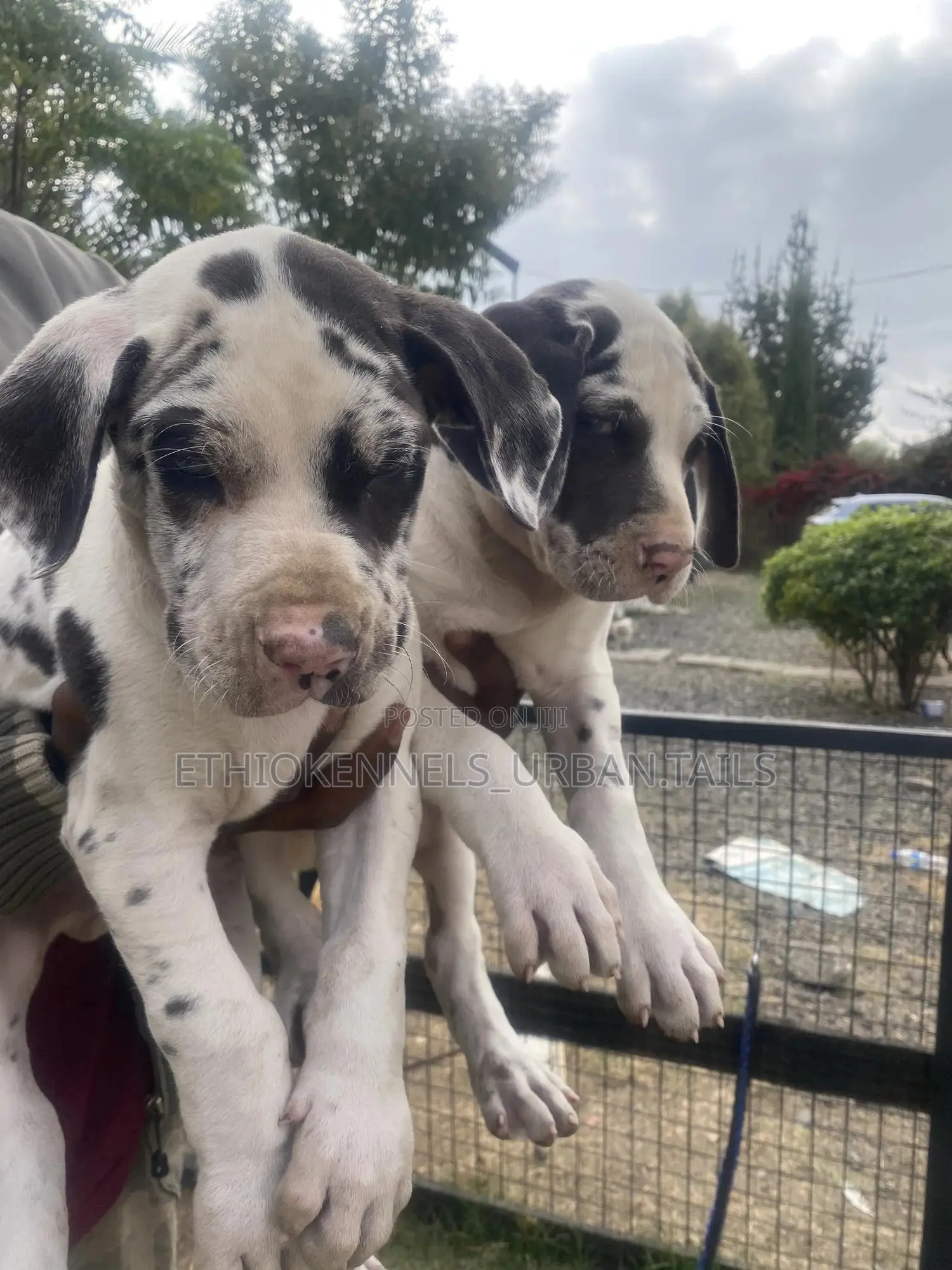 1-3 months Male Purebred Great Dane