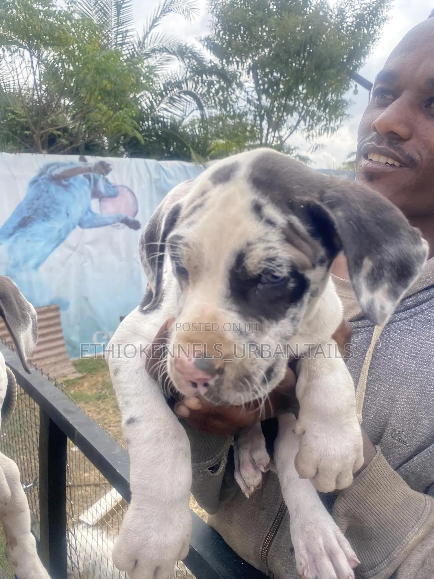 1-3 months Male Purebred Great Dane