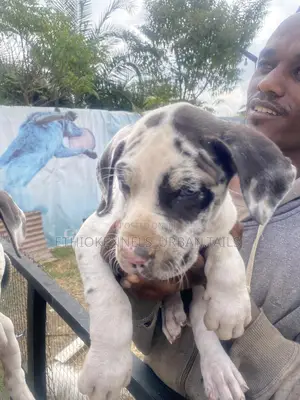 1-3 months Male Purebred Great Dane
