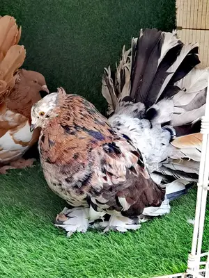 Fancy Pigeon
