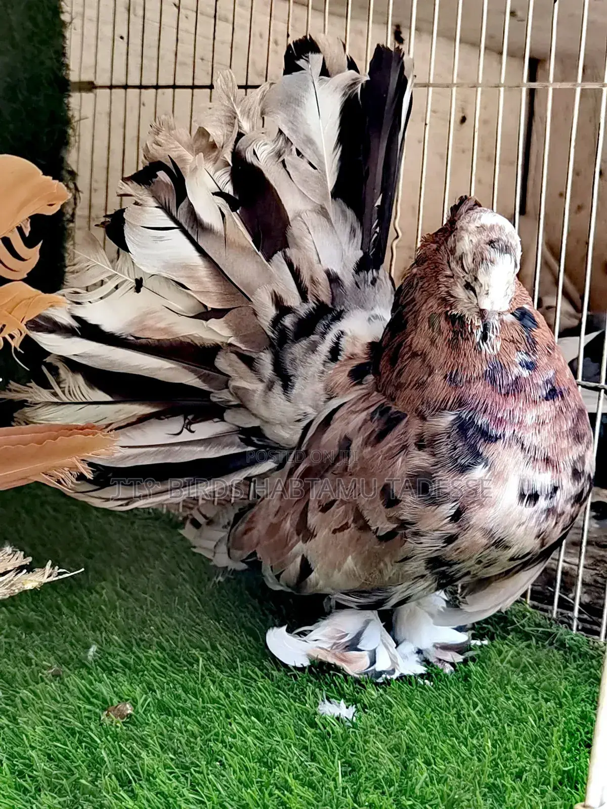 Fancy Pigeon