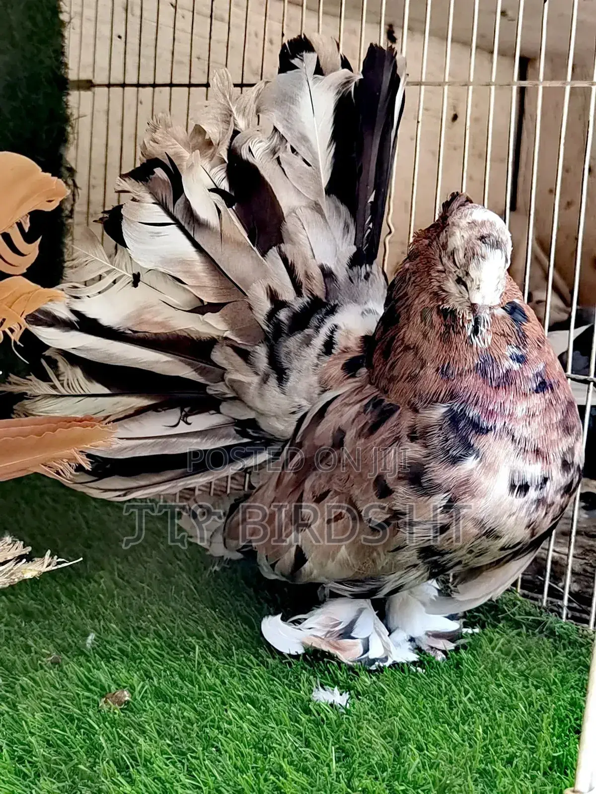 Fancy Pigeon