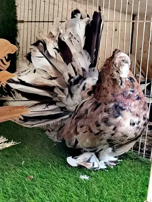 Fancy Pigeon