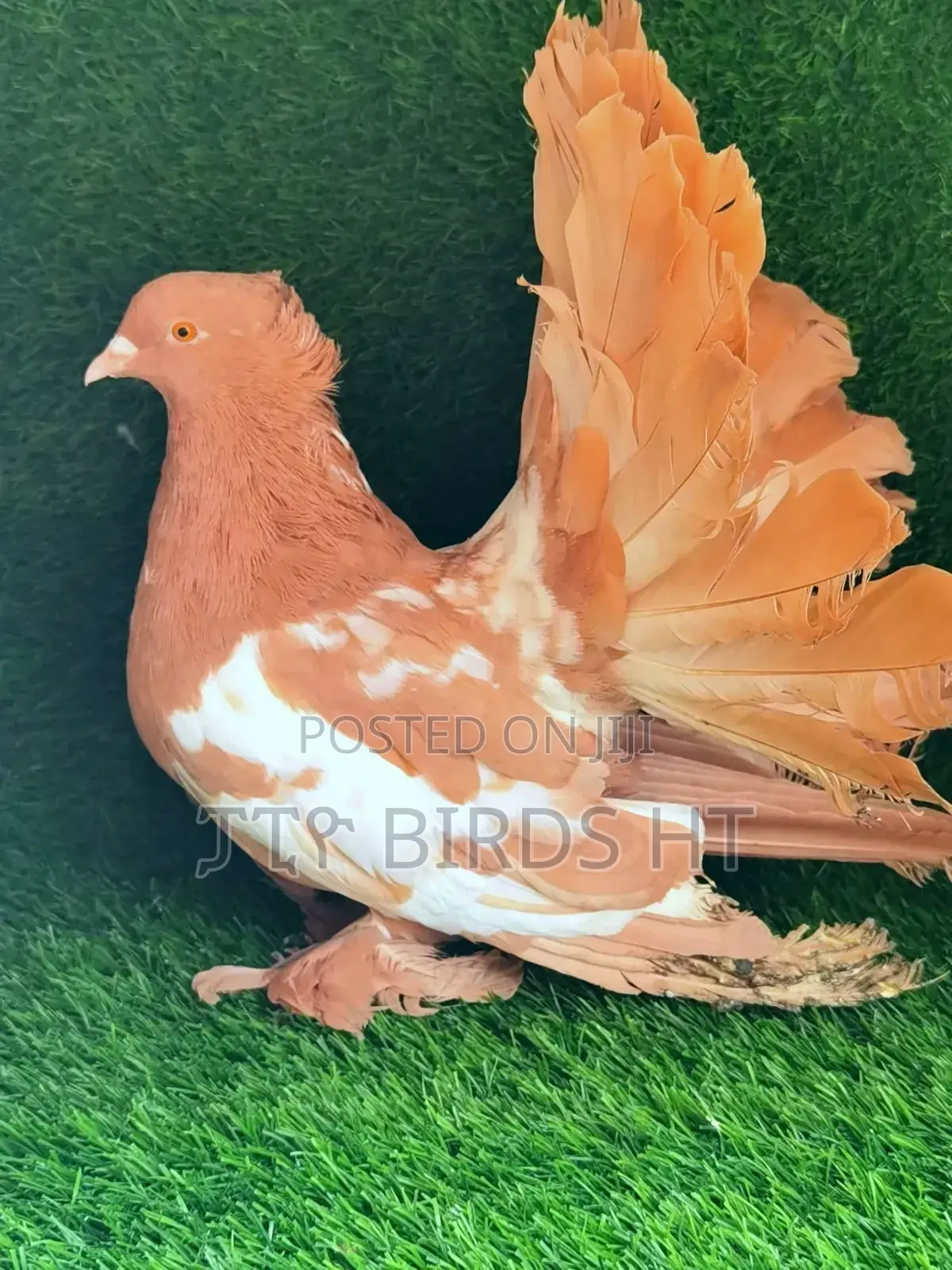 Fancy Pigeon