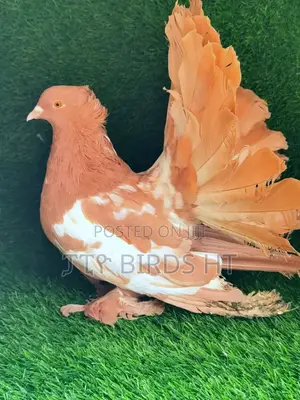 Fancy Pigeon