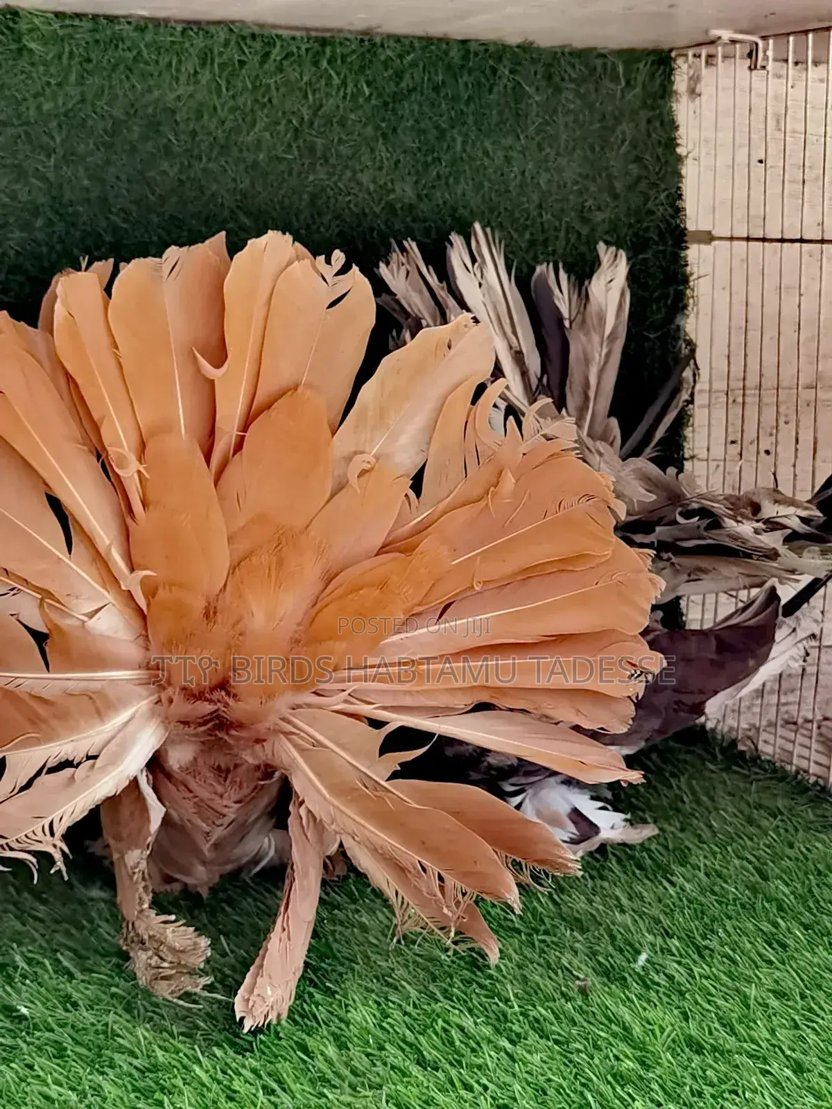 Fancy Pigeon