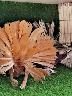 Fancy Pigeon