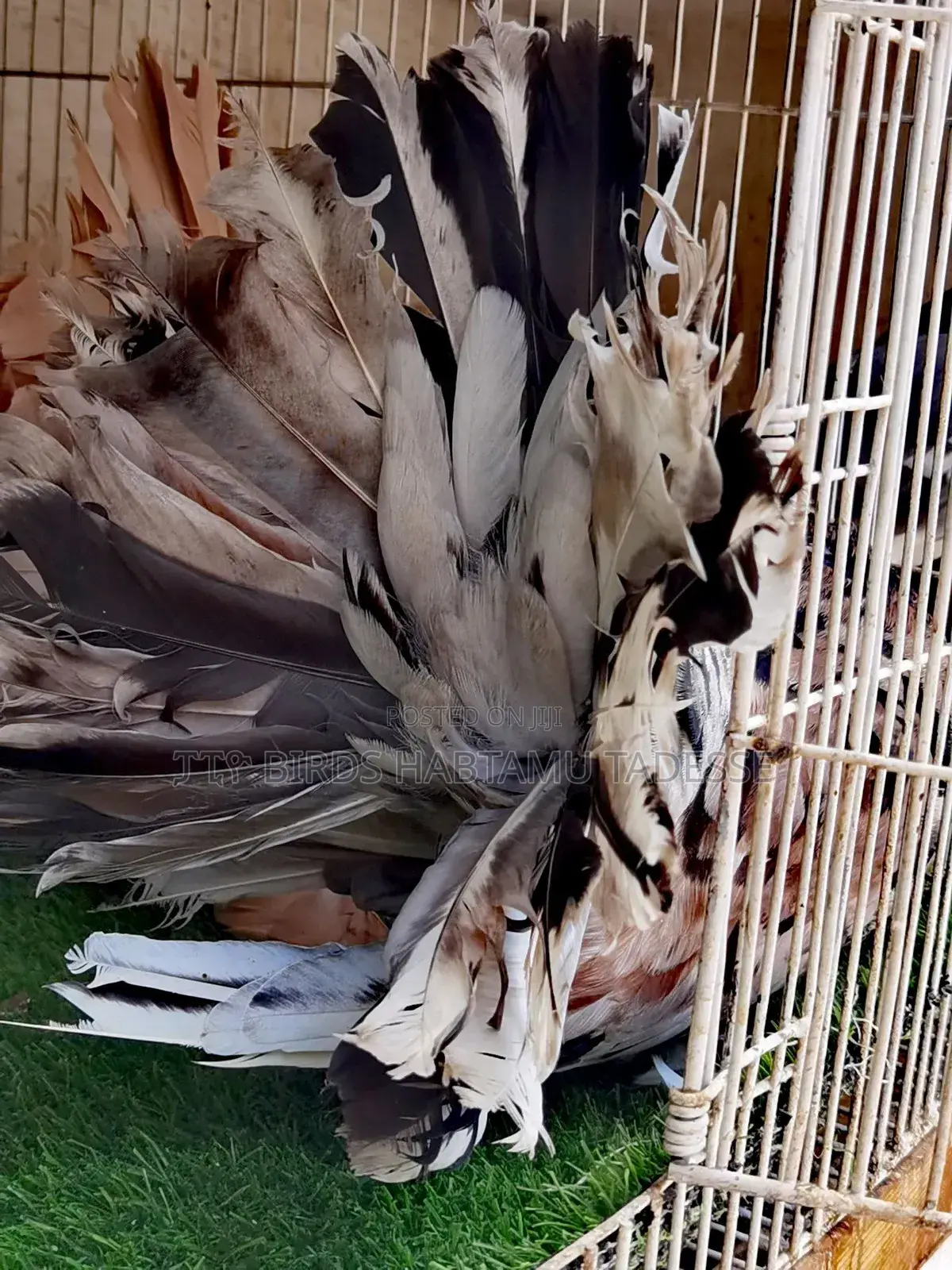 Fancy Pigeon