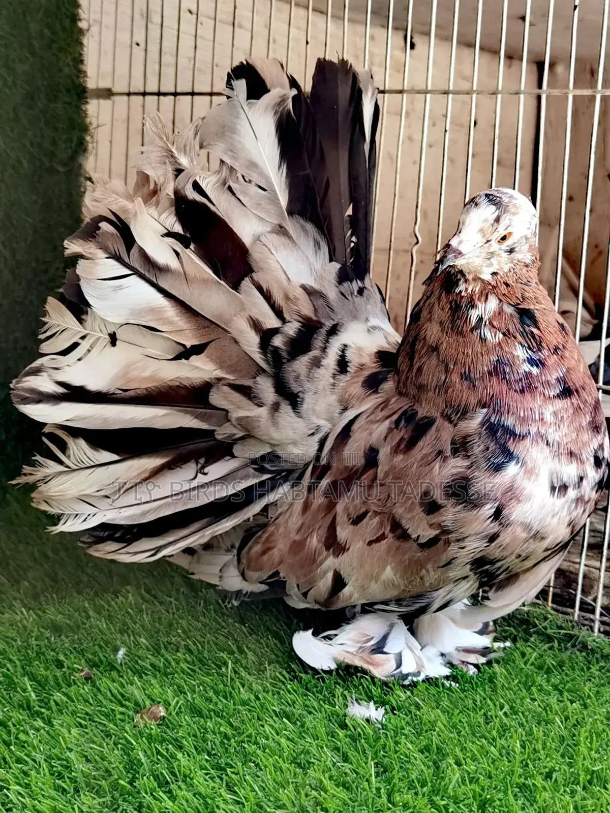Fancy Pigeon