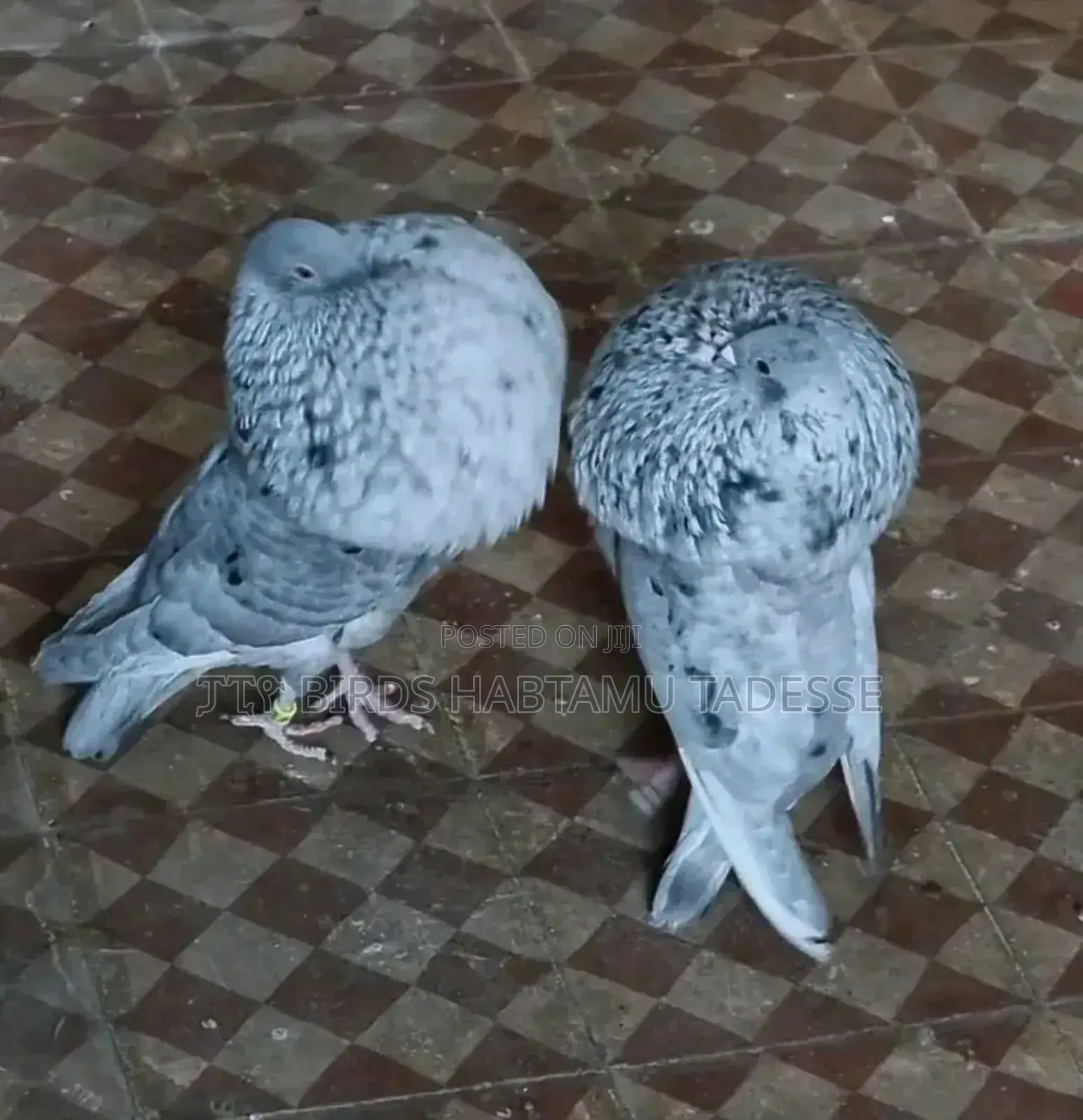 Fancy Pigeon
