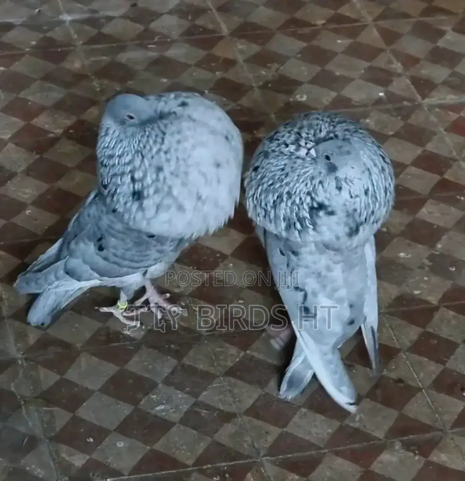Fancy Pigeon