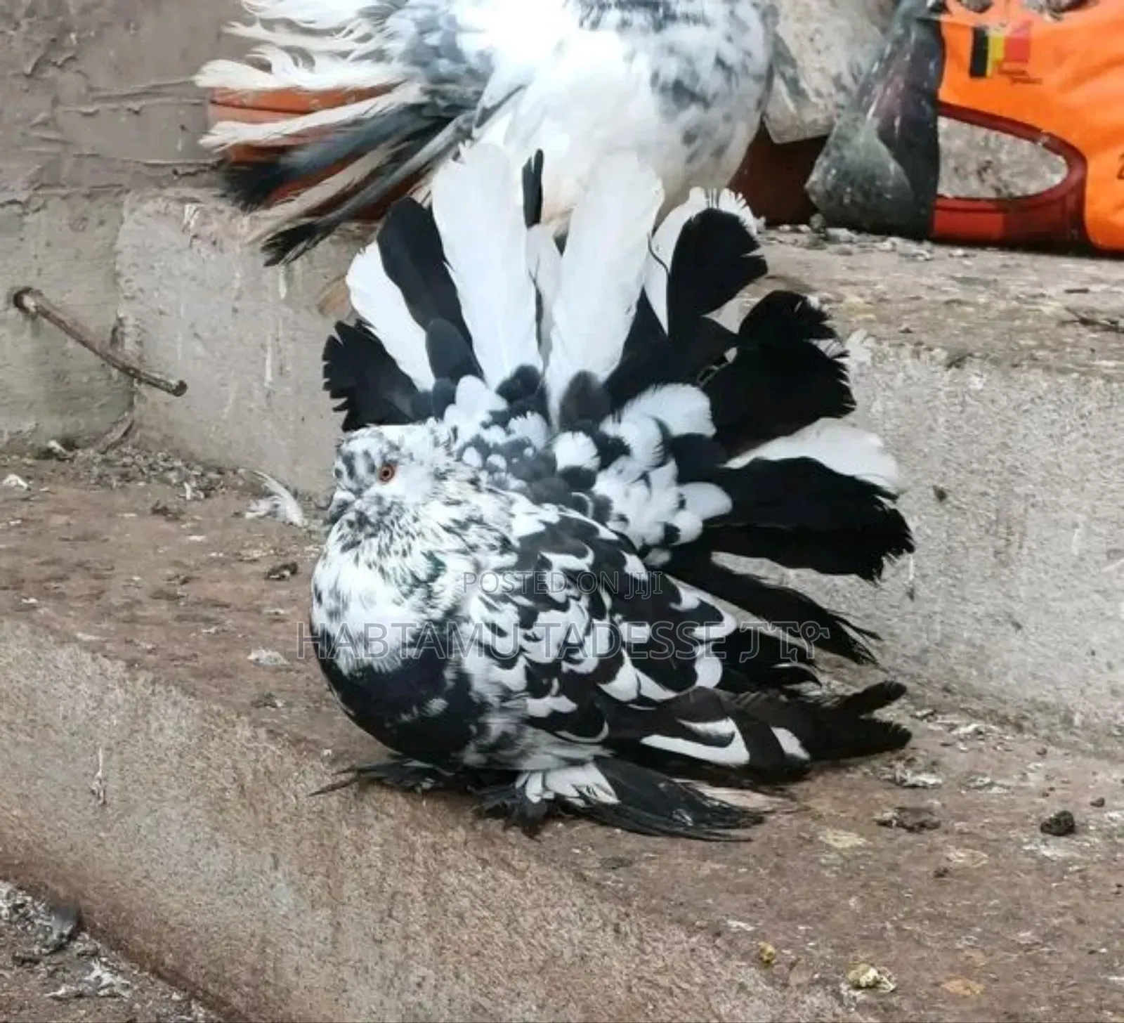 Fancy Pigeon