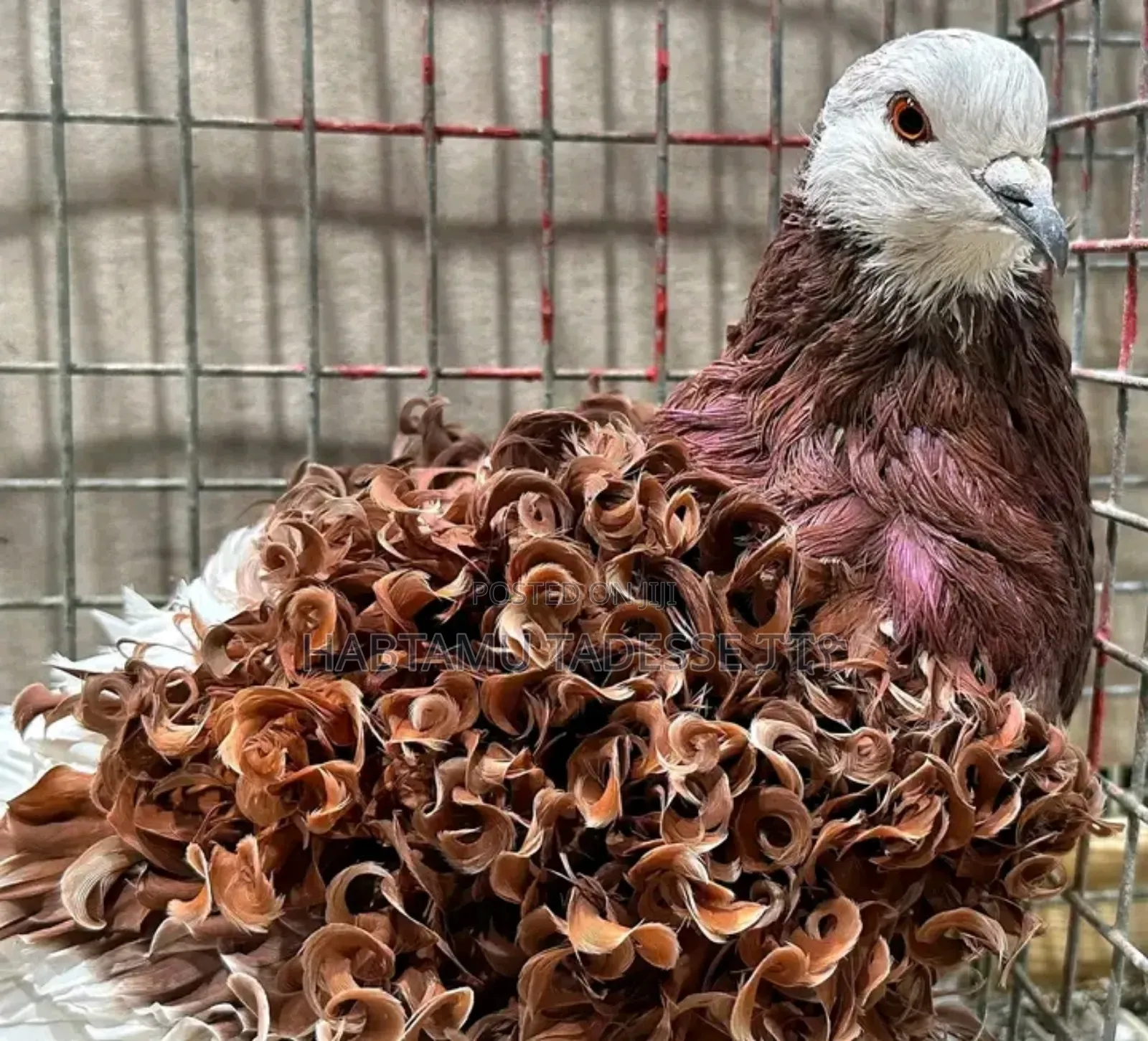 Top Quality Fancy Pigeons