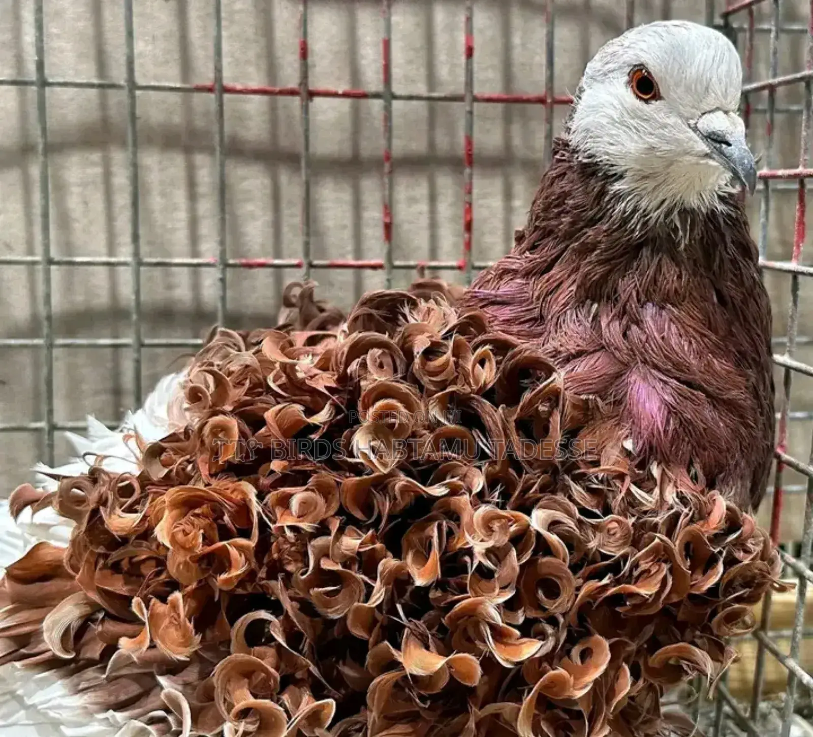 Top Quality Fancy Pigeons
