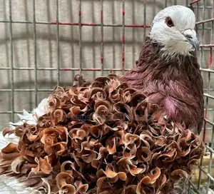 Top Quality Fancy Pigeons