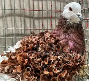 Top Quality Fancy Pigeons