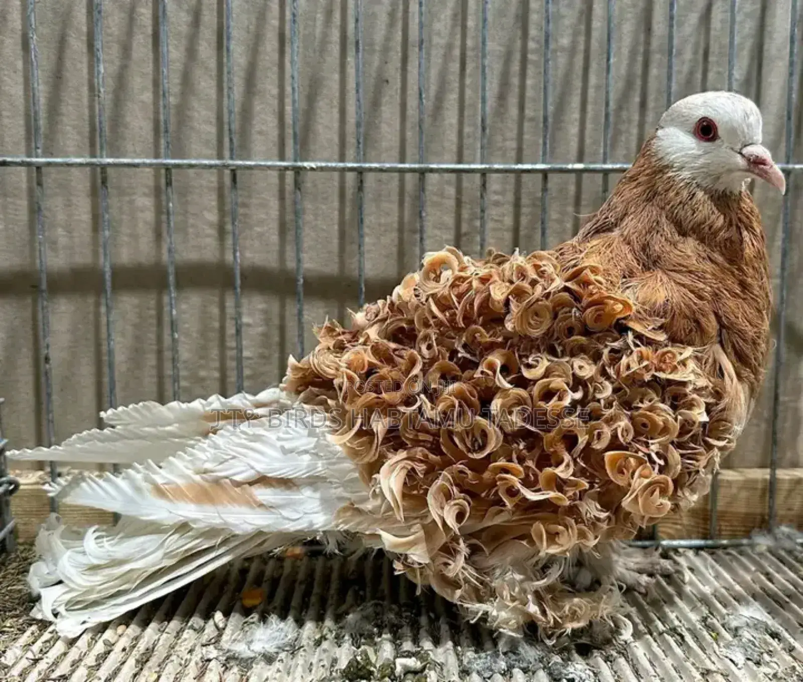 Top Quality Fancy Pigeons