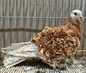 Top Quality Fancy Pigeons