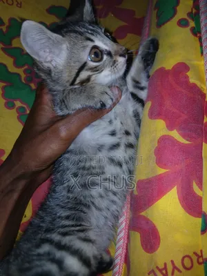 Photo - 1-3 months Male Purebred Abyssinian