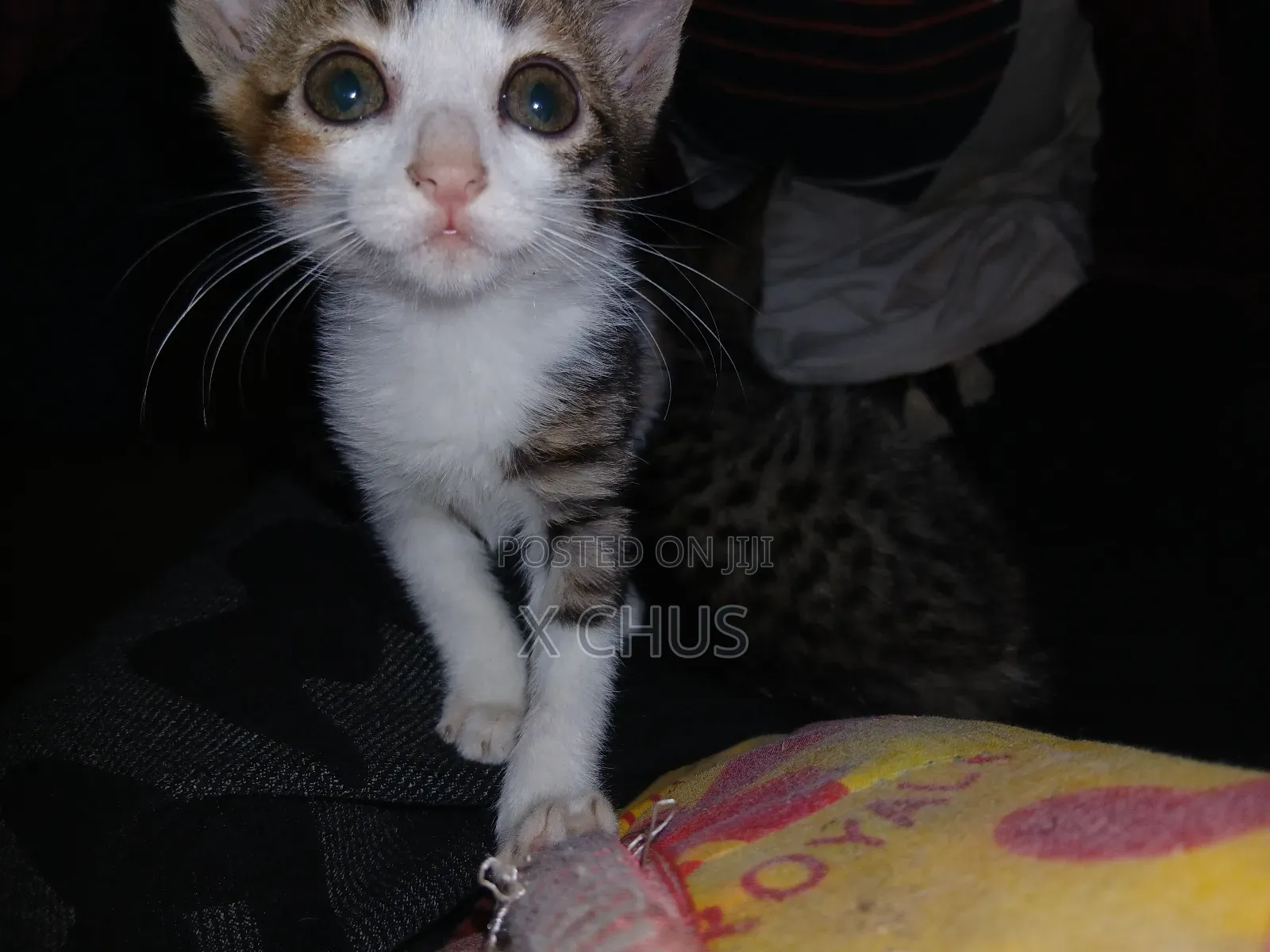 1-3 months Male Purebred Abyssinian