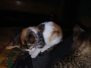 1-3 months Male Purebred Abyssinian