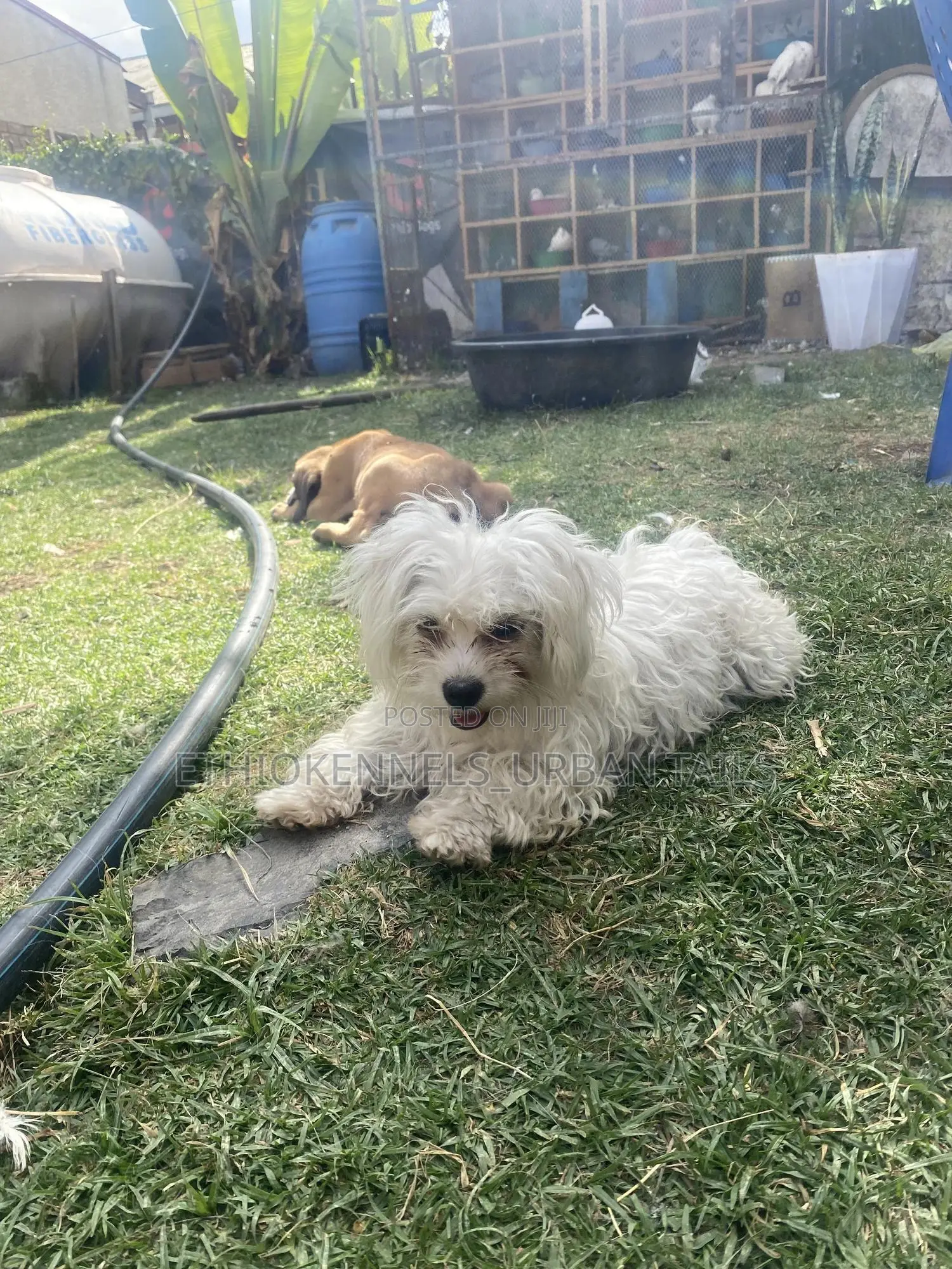 3-6 months Female Purebred Maltese