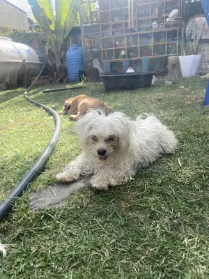 Photo - 3-6 months Female Purebred Maltese