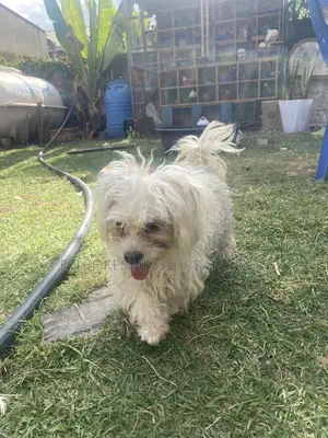3-6 months Female Purebred Maltese