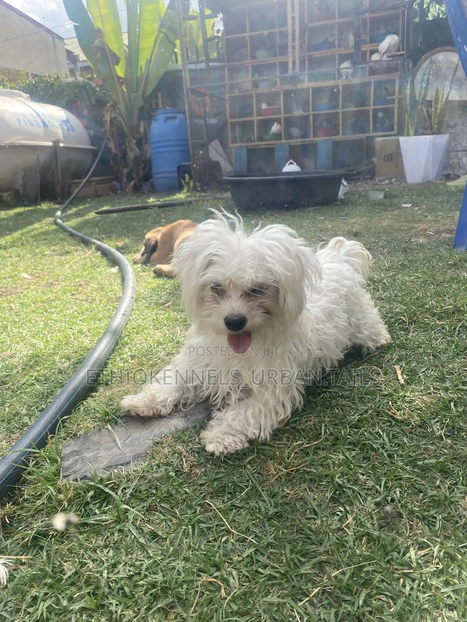 3-6 months Female Purebred Maltese