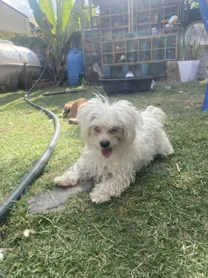 3-6 months Female Purebred Maltese