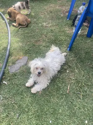 3-6 months Female Purebred Maltese