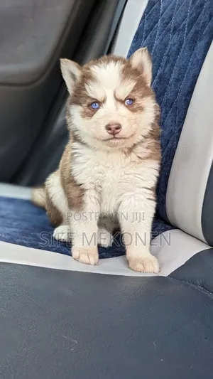 Photo - 1-3 months Male Purebred Siberian Husky