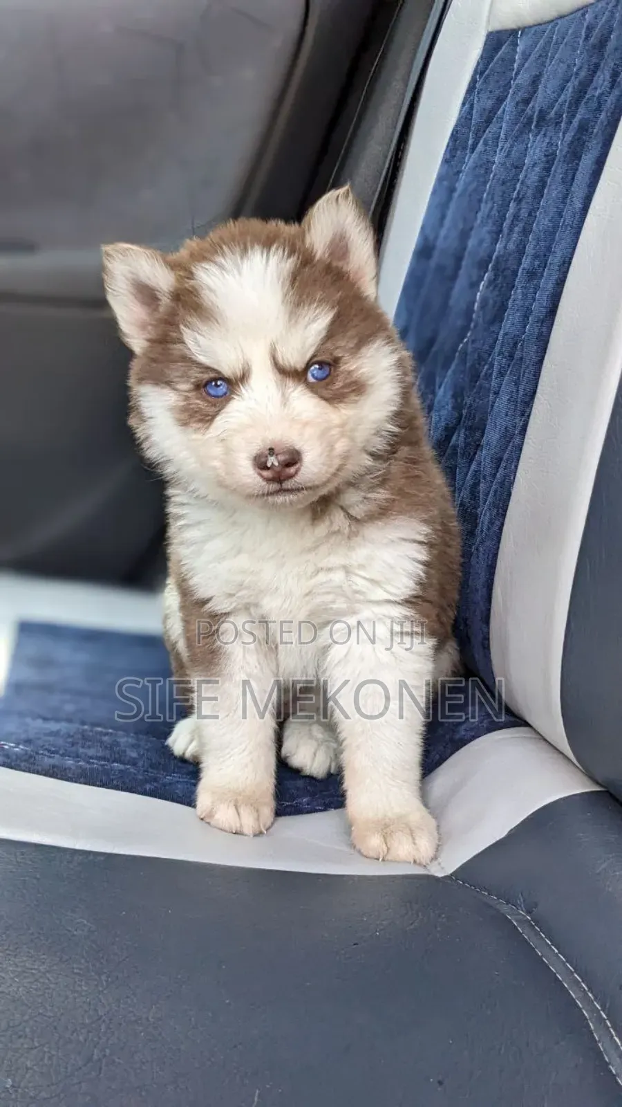 1-3 months Male Purebred Siberian Husky