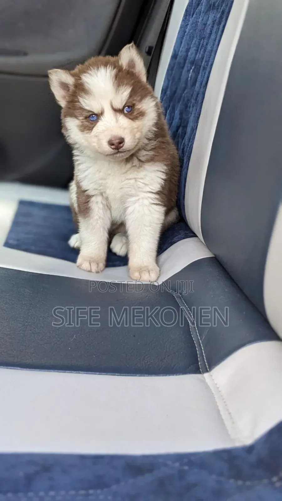 1-3 months Male Purebred Siberian Husky