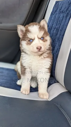 1-3 months Male Purebred Siberian Husky