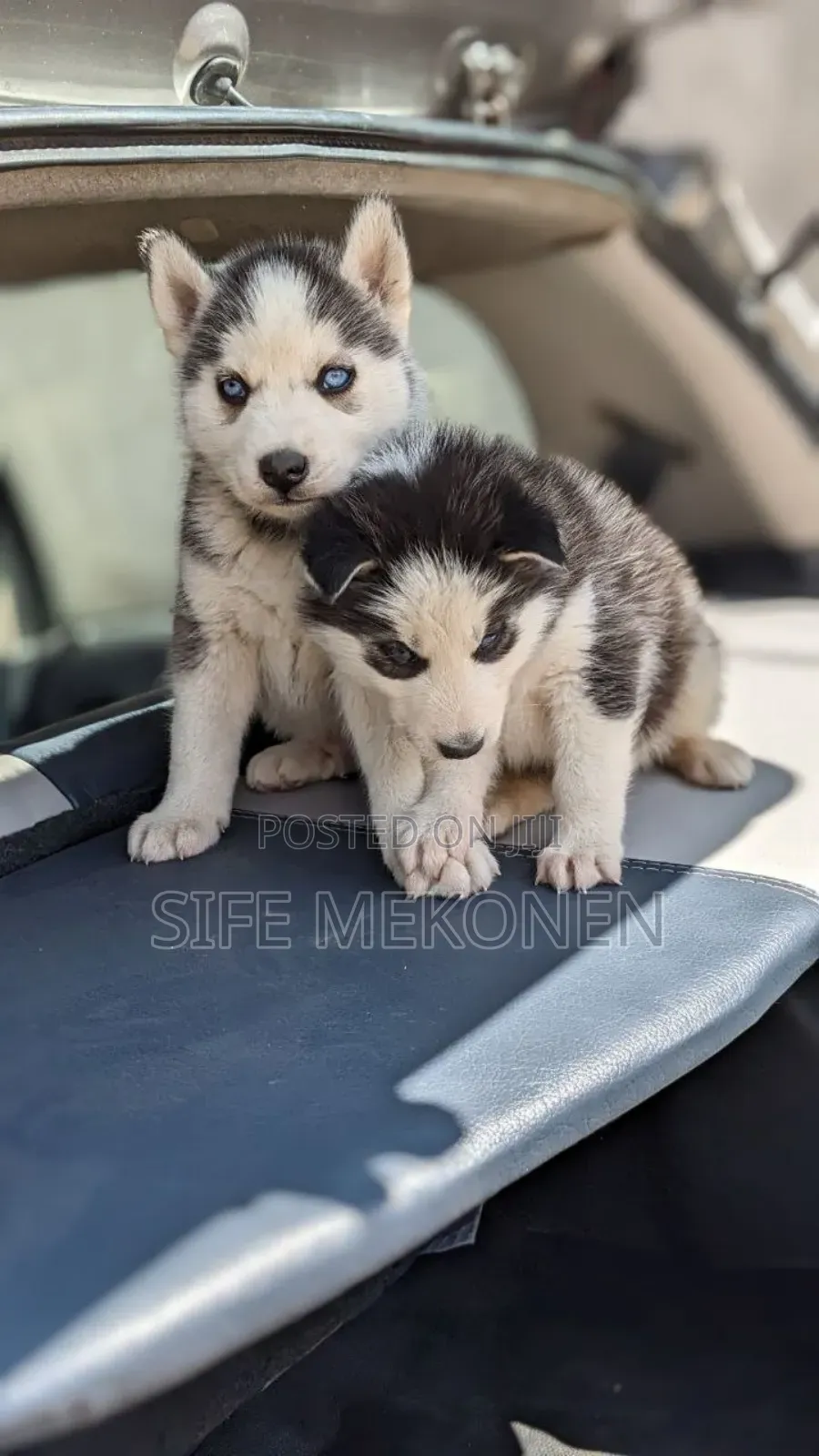 1-3 months Male Purebred Siberian Husky